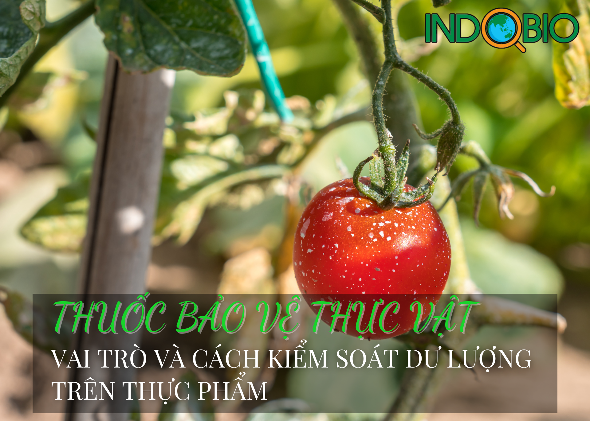 Thuốc bảo vệ thực vật