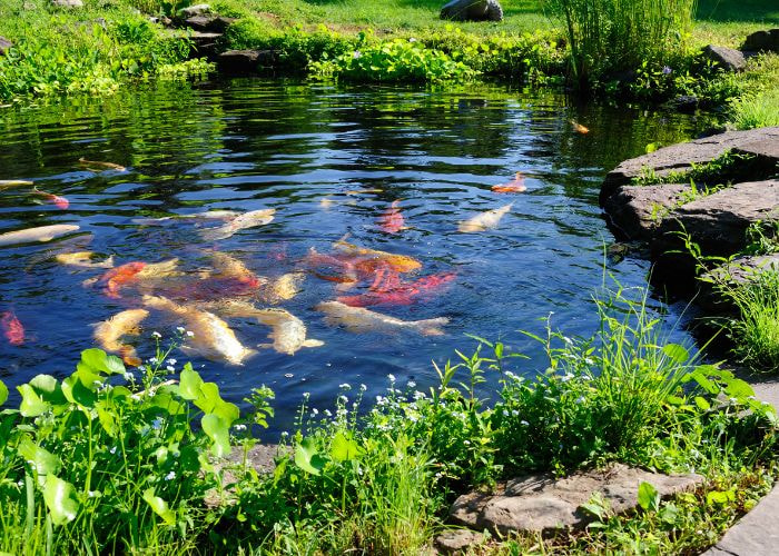 Vai trò của que test nước trong giải pháp quản lý nước ao nuôi