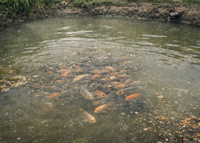 Vì sao nước ao nuôi, thủy sinh cần được kiểm soát