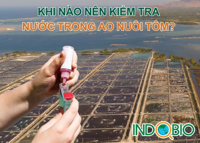 Khi nào nên quản lý chất lượng nước trong ao nuôi tôm?