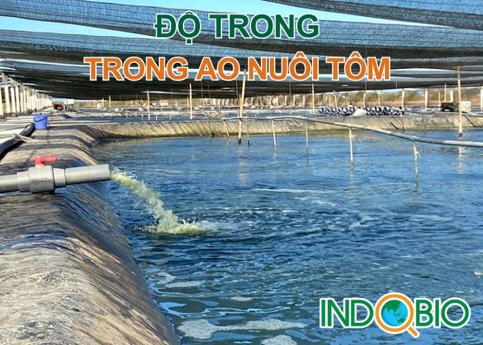 độ trong quản lý chất lượng nước trong ao nuôi tôm
