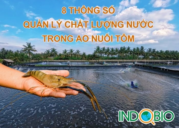 8 thông số cần phải biết để quản lý chất lượng nước trong ao nuôi tôm hiệu quả